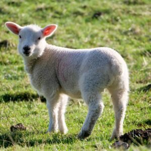 Pasture-Raised Lamb